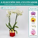 Orquídea de dos varas Phalaenopsis